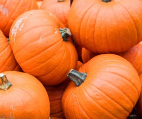 Different varieties of pumpkin Stock Photo 06