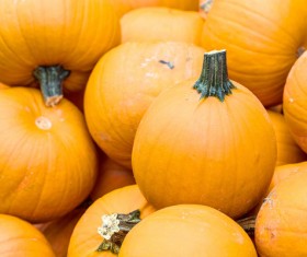 Different varieties of pumpkin Stock Photo 07
