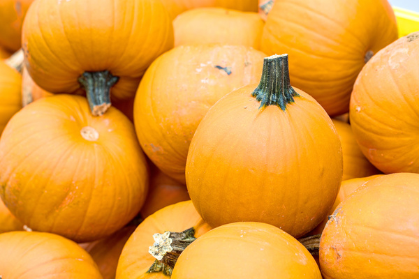 Different varieties of pumpkin Stock Photo 07