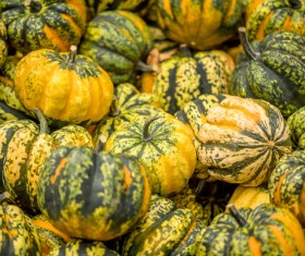 Different varieties of pumpkin Stock Photo 09