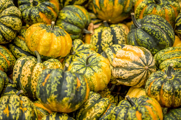 Different varieties of pumpkin Stock Photo 09