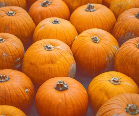 Different varieties of pumpkin Stock Photo 11