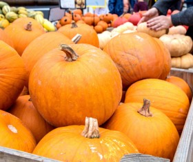 Different varieties of pumpkin Stock Photo 14