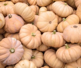 Different varieties of pumpkin Stock Photo 15