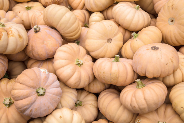 Different varieties of pumpkin Stock Photo 15