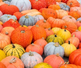 Different varieties of pumpkin Stock Photo 16