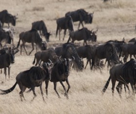 Droves of black cattle on the prairie Stock Photo