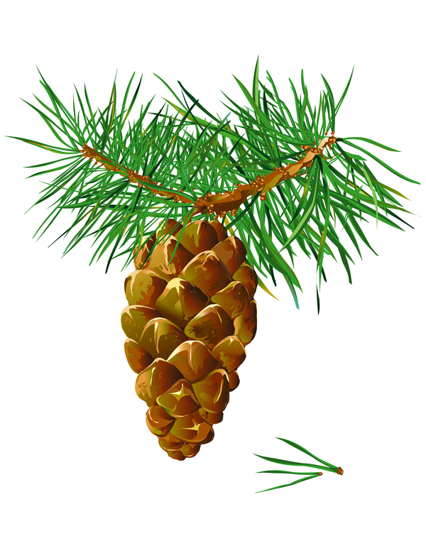 Fir-tree branch with cone christmas illustration vector 01