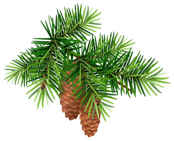 Fir-tree branch with cone christmas illustration vector 04
