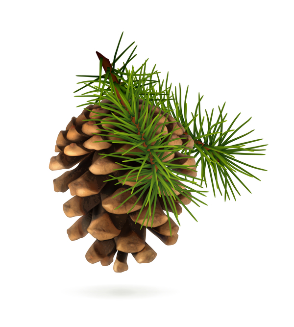 Fir-tree branch with cone christmas illustration vector 05