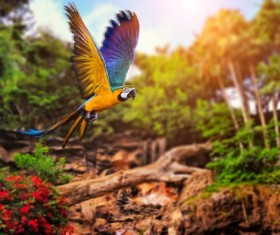 Flying parrot Stock Photo