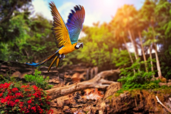 Flying parrot Stock Photo