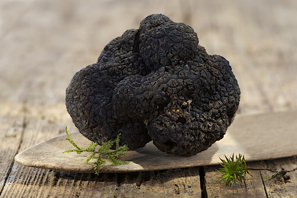French black truffle Stock Photo 03