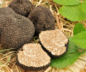 French black truffle Stock Photo 07