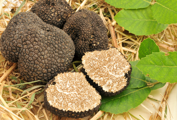 French black truffle Stock Photo 07