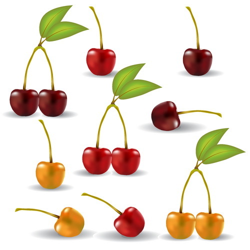 Fresh cherry realistic vector illustration 03