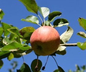 Fresh red apples on the branches Stock Photo