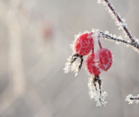 Frosted red berries in winter Stock Photo