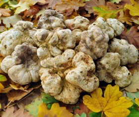 Italian white truffles Stock Photo 01