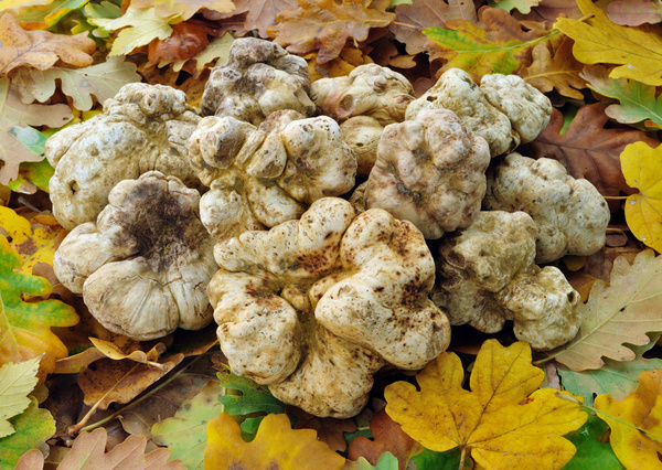 Italian white truffles Stock Photo 01