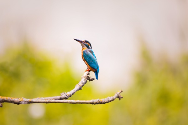 Kingfisher on the branches Stock Photo