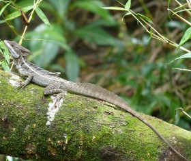 Long tail pet lizard Stock Photo