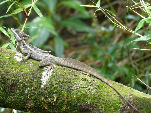 Long tail pet lizard Stock Photo