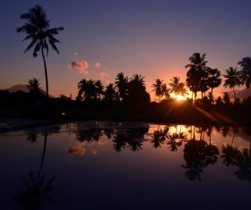 Morning sunrise coconut tree scenery Stock Photo