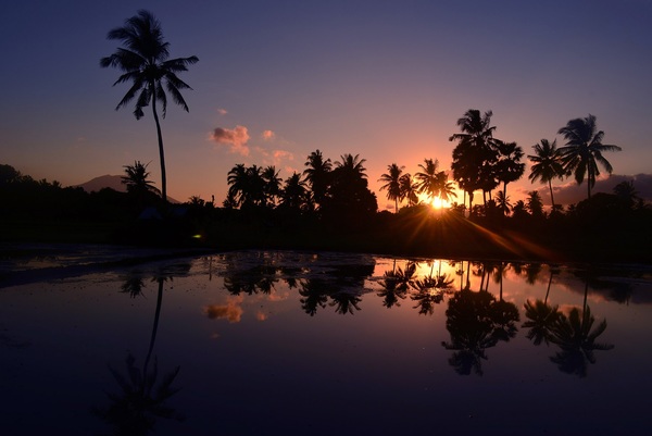 Morning sunrise coconut tree scenery Stock Photo
