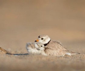 Nestling Stock Photo