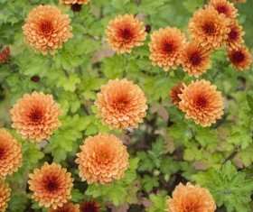 Orange chrysanthemums blooming in autumn Stock Photo