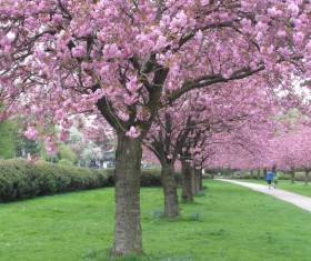 Park full of cherry Stock Photo