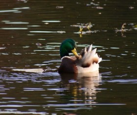 Pond domesticated ducklings Stock Photo