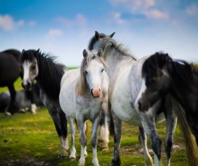 Prairie Horse Stock Photo