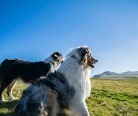 Purebred Australian Shepherd Stock Photo