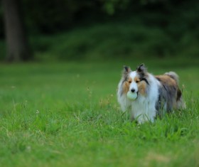 Purebred Scottish shepherd Stock Photo