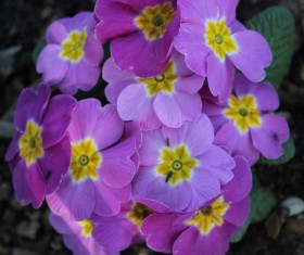 Purple lilac flowers Stock Photo