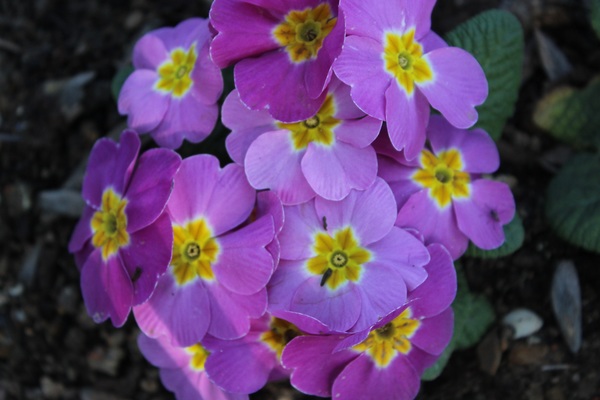 Purple lilac flowers Stock Photo