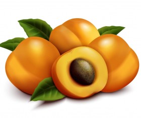 Realistic apricot illustration vector