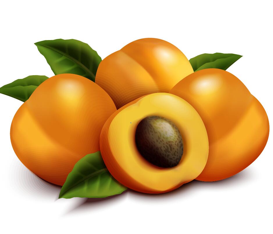 Realistic apricot illustration vector free download