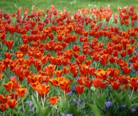 Red tulips Stock Photo