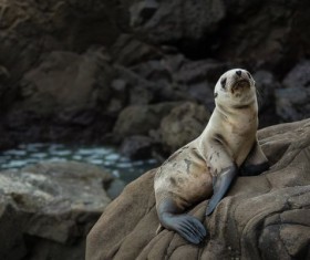 Sea lion on the reef Stock Photo