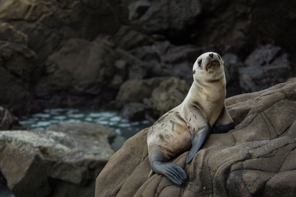 Sea lion on the reef Stock Photo