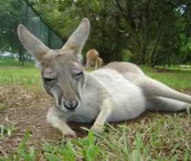 Sleeping little kangaroo Stock Photo