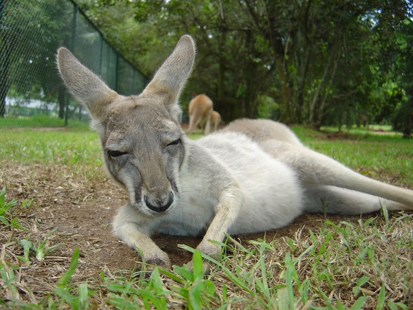 Sleeping little kangaroo Stock Photo