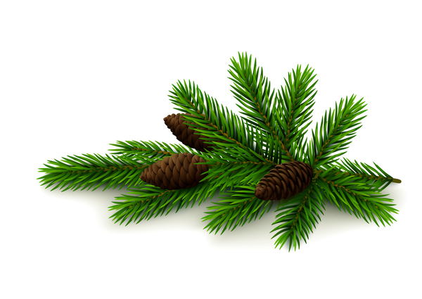 Spruce twig with cones on white background vector