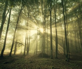 Sunlight through the forest Stock Photo 01