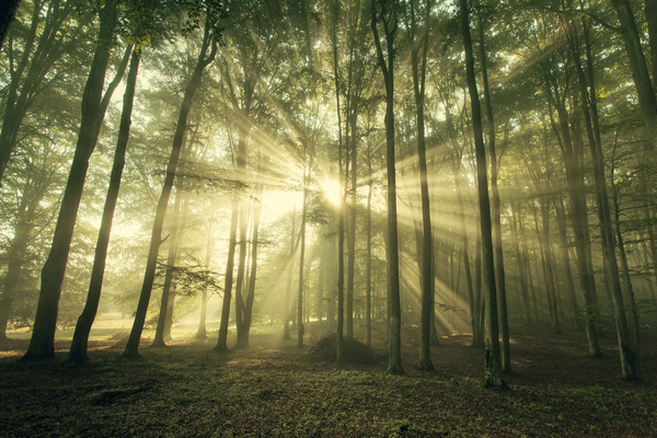 Sunlight Through The Forest Stock Photo 01 Free Download