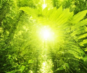 Sunlight through the forest Stock Photo 01