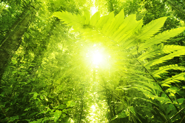 Sunlight through the forest Stock Photo 01